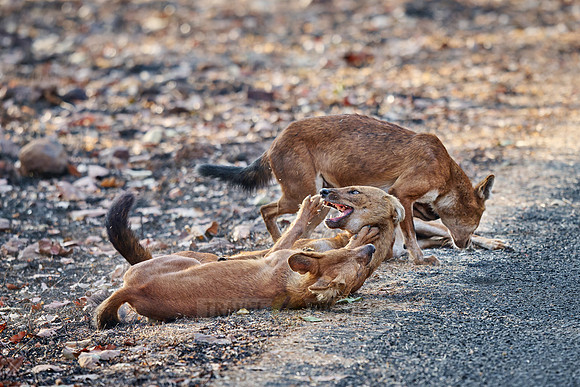 pack of dhole (Cuon alpinus) or indian wild dog