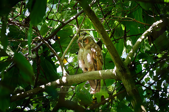 crested owl (Lophostrix cristata)