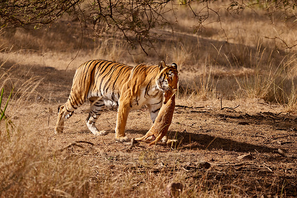 Tiger with prey in mouth