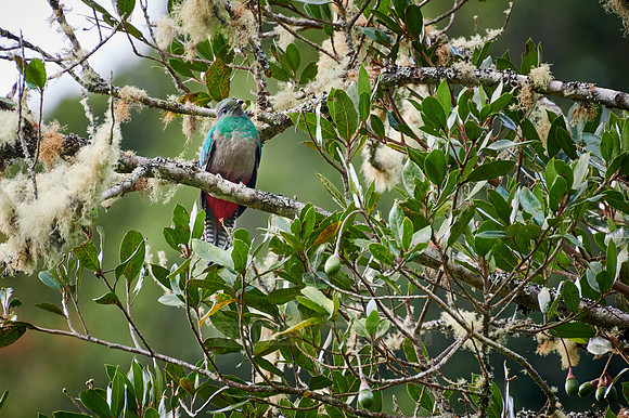 female Resplendent quetzal on a wild avocado tree