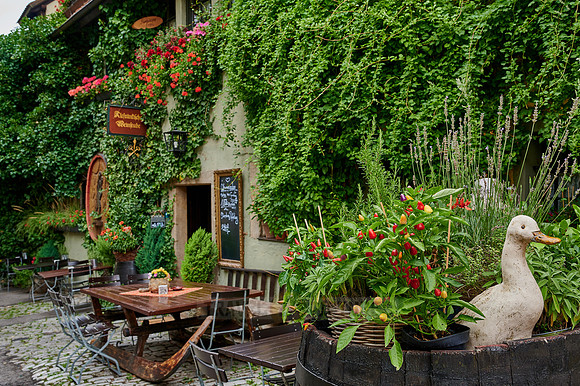 Facade of a wine bar in the old town of Rothenburg ob der Tauber, heavily overgrown with plants