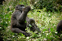 mother with baby mountain gorilla