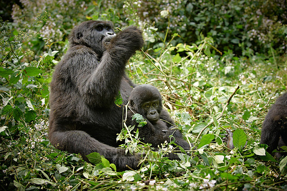 mother with baby mountain gorilla
