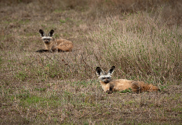 Bat-eared Fox, Otocyon megalotis