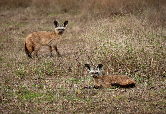 Bat-eared Fox, Otocyon megalotis