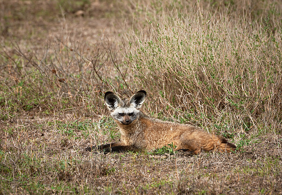 Bat-eared Fox, Otocyon megalotis