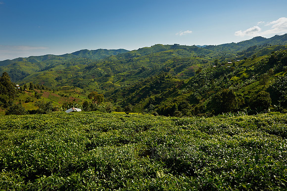landscape hills with tea plantations