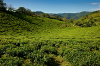 landscape hills with tea plantations