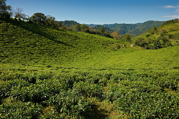 landscape hills with tea plantations