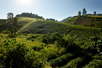 landscape hills with tea plantations