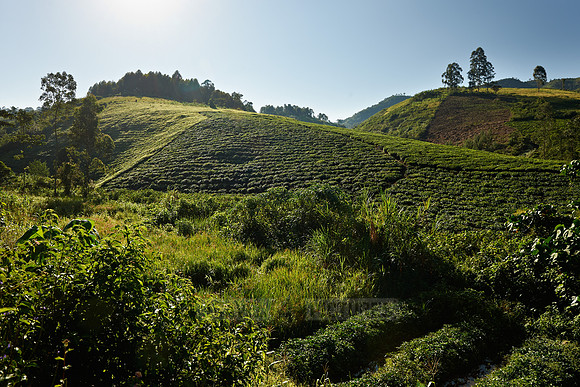 landscape hills with tea plantations