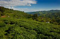 landscape hills with tea plantations