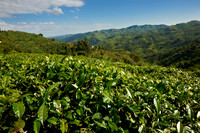 landscape hills with tea plantations