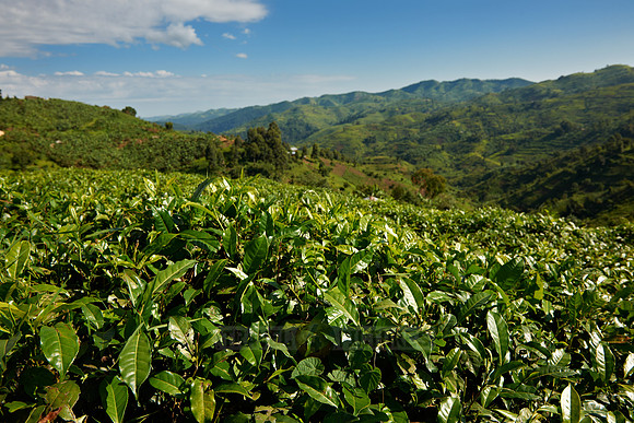 landscape hills with tea plantations