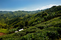 landscape hills with tea plantations