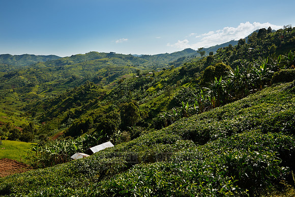landscape hills with tea plantations