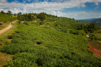 landscape hills with tea plantations