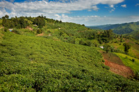 landscape hills with tea plantations
