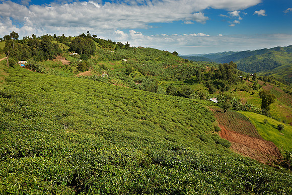 landscape hills with tea plantations