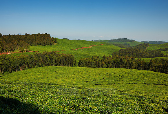 tea plantation