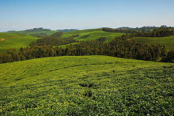 tea plantation