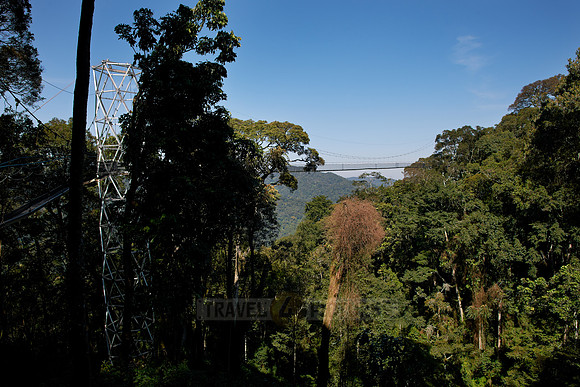 suspension bridge in Nyungwe Forest