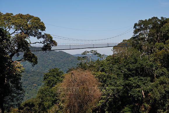 suspension bridge in Nyungwe Forest