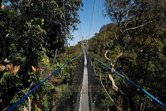 suspension bridge in Nyungwe Forest
