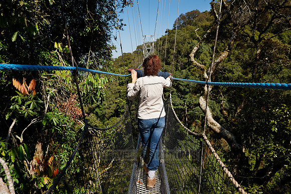 suspension bridge in Nyungwe Forest