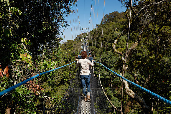 suspension bridge in Nyungwe Forest