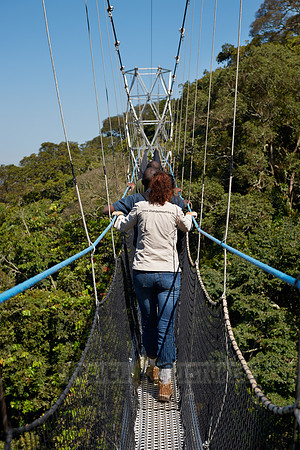 suspension bridge in Nyungwe Forest
