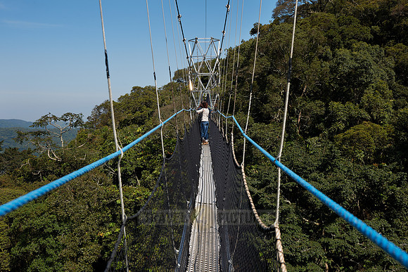 suspension bridge in Nyungwe Forest