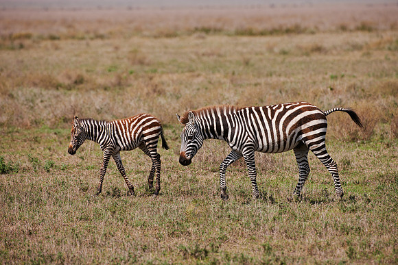 Plains Zebra with foal