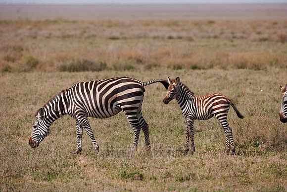 Plains Zebra with foal
