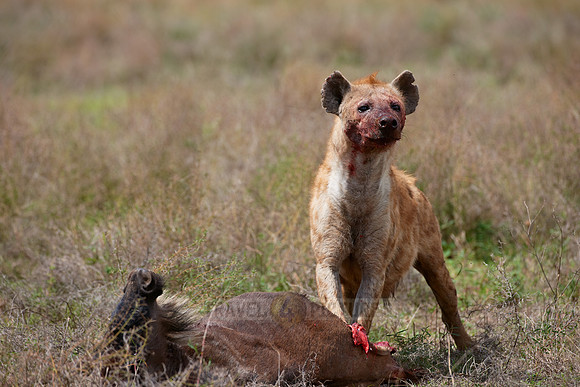 Spotted Hyena, Serengeti