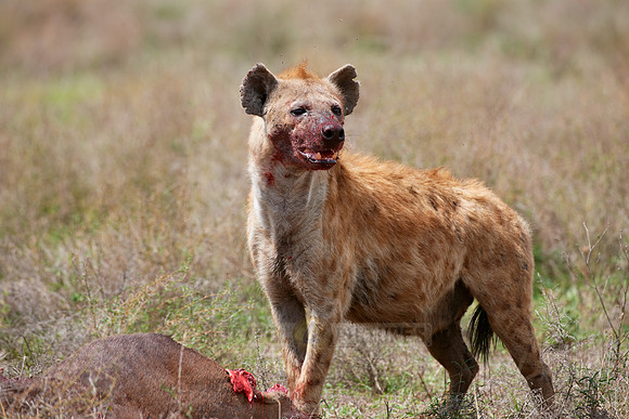 Spotted Hyena, Serengeti