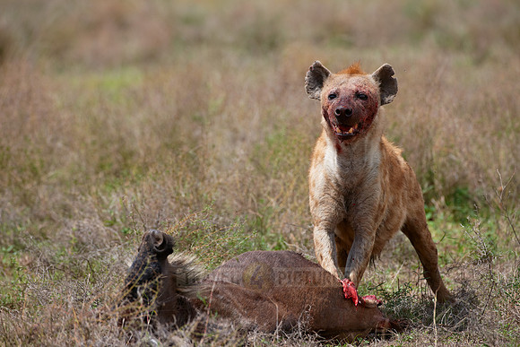 Spotted Hyena, Serengeti