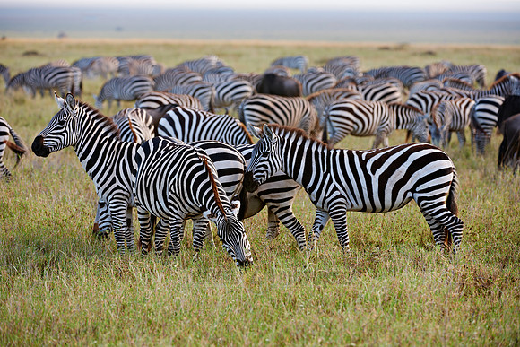 herd of Plains Zebra
