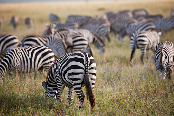 herd of Plains Zebra