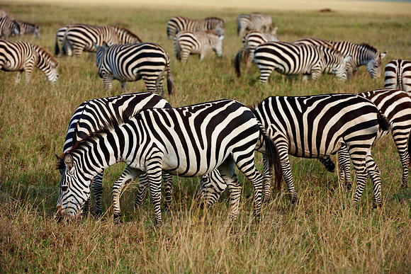herd of Plains Zebra