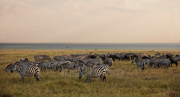 herd of Plains Zebra