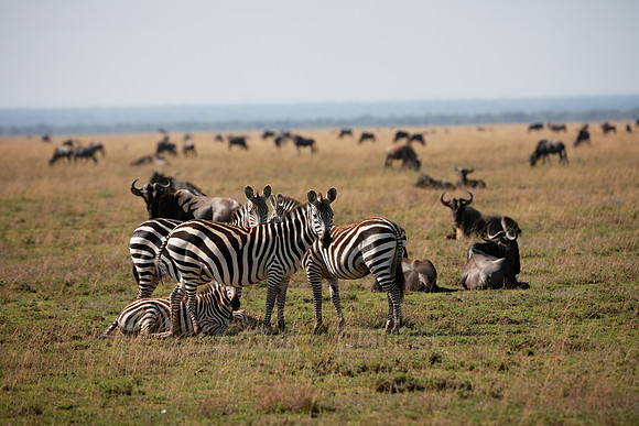 herd of Plains Zebra