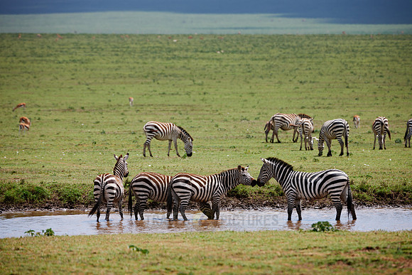 herd of Plains Zebra at waterhole