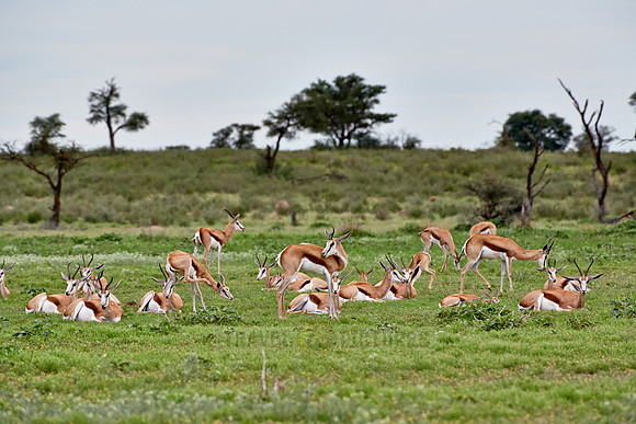 Springbok, Antidorcas marsupialis