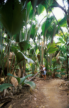 primeval leafs of coco de mer