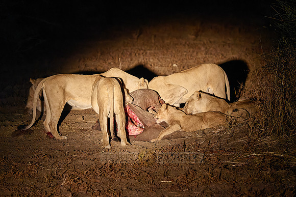 night shot pride of lioness (Panthera leo) at buffalo kill