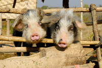 funny domestic pig in a village near Lake Inle