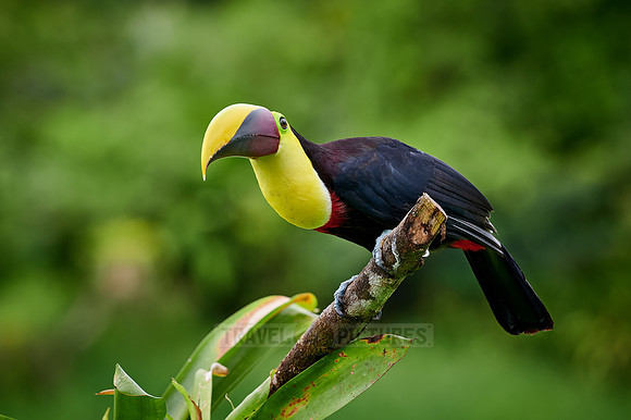 chestnut-mandibled toucan or Swainson's toucan
