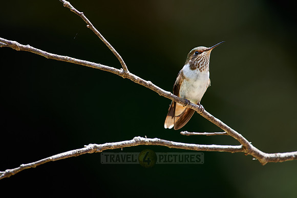 scintillant hummingbird (Selasphorus scintilla)