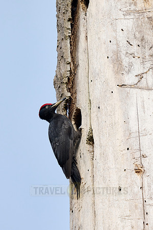 black woodpecker (Dryocopus martius)
